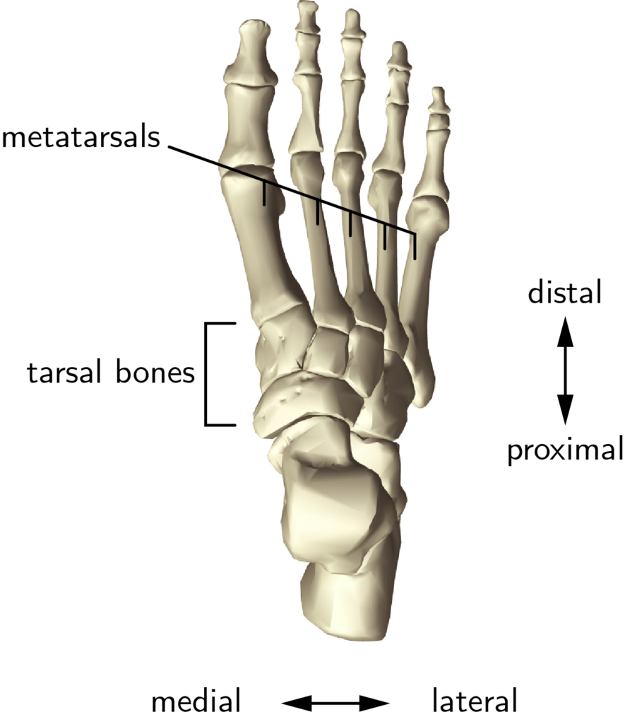 Biomechanics – Arched Foot