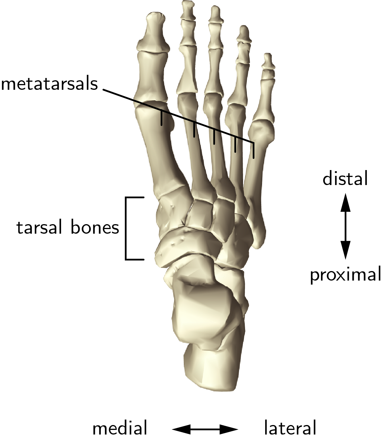 Biomechanics Arched Foot haileeewacunningham